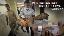 Polisi Bongkar Perdagangan Organ Satwa Langka