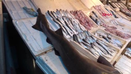 Mersin'de Pamuk Cinsi Köpek Balığı Ağa Takıldı