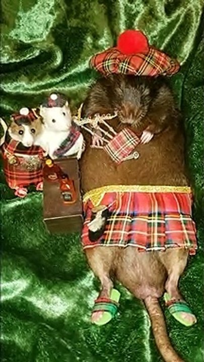 Scottish rat learns to play the bagpipes (sort of)