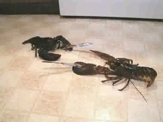 LOBSTER KNIFE FIGHT