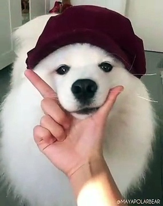 Magnifique ! Cette chienne est une vraie perle. Admirez !