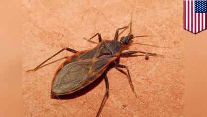 "Kissing bug" identified in Delaware for the first time