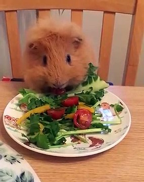 Quand un cochon d'Inde déguste des légumes à table. Trop chou !