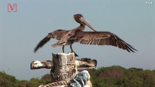 Man Recorded Jumping on Pelican Gets 90 Days in Jail, $1,000 Fine