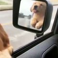 Ce chien adore monter en voiture. Sa réaction est trop drôle !