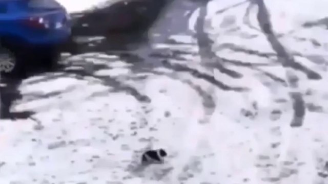 Une voiture recule à toute vitesse sur un chiot, puis l’impensable se produit