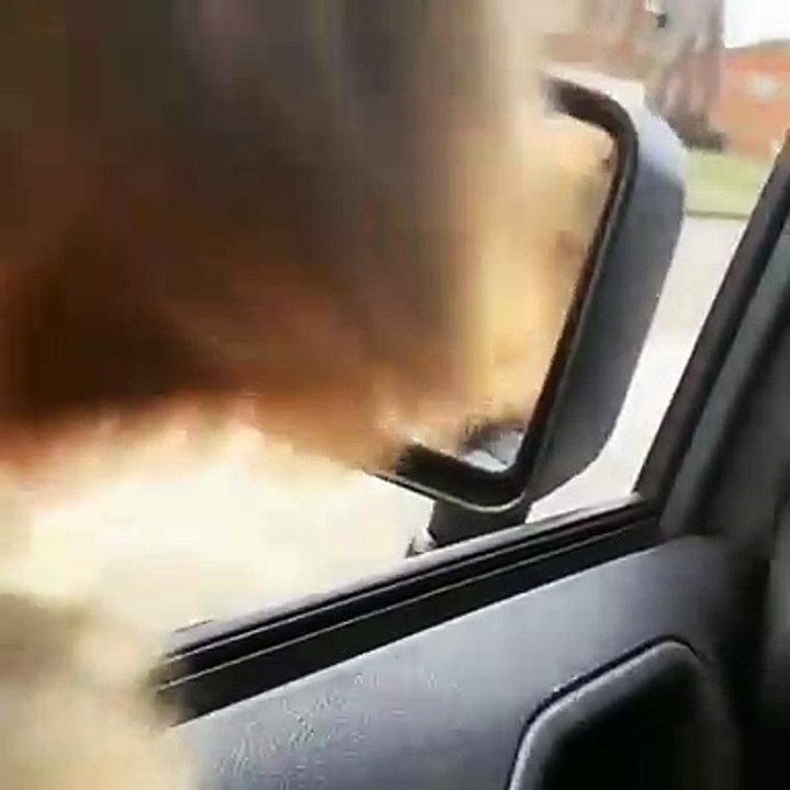 Ce chien adore monter en voiture. Sa réaction est trop drôle !
