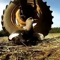 Yumurtalarını Korumak İçin Biçerdövere Göğüs Geren Anne Kuş