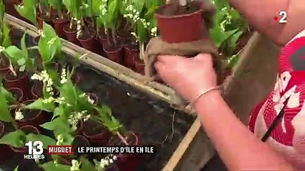 1er-Mai : la difficile tradition du muguet en outre-mer