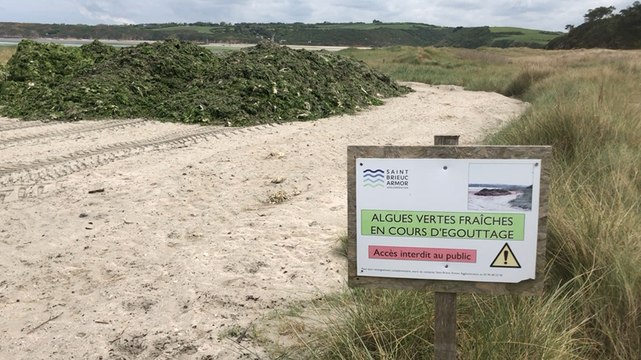 Baie de Saint-Brieuc. Le retour précoce des algues vertes