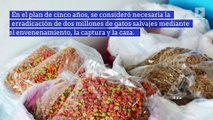 Australia planea matar a dos millones de gatos salvajes para 2020