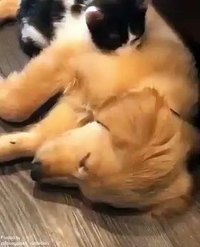 Cette chienne est jalouse d'un chat. Trop drôle !