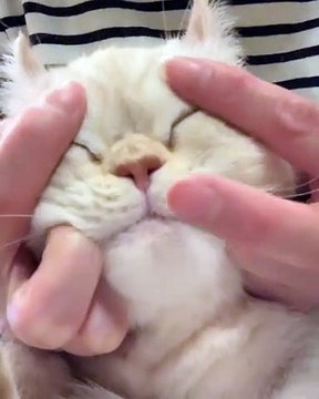 Quand un chat a peur des cameras, voici ce que ça donne. A mourir de rire !