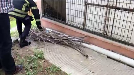 Su giderine sıkışan kedi yavrusu kurtarıldı - BURSA