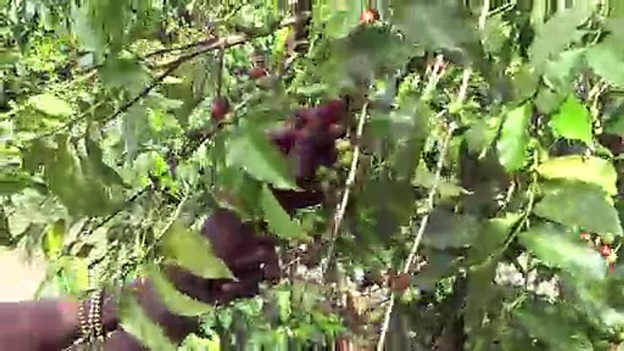 Idjwi, a haven of peace in DR Congo's conflict-ridden east
