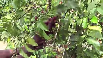 Idjwi, a haven of peace in DR Congo's conflict-ridden east