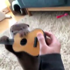Quand une loutre joue à la guitare avec son maître. Trop chou !