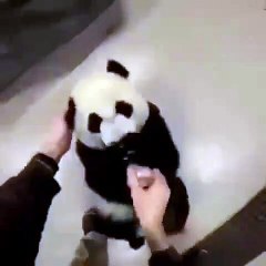 Ce bébé panda boit du lait dans un biberon. Tellement cute !