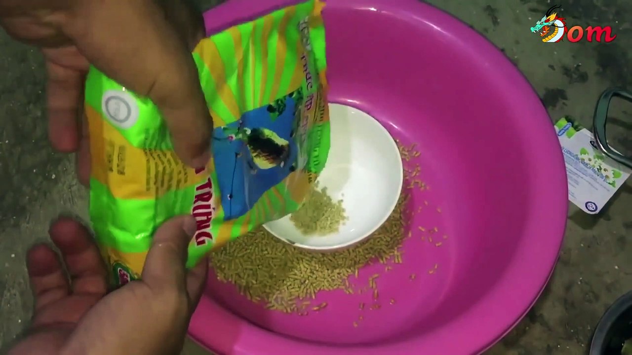 Chia Sẻ Bài Mồi Câu Cá Chép - Câu Cá Rô Phi Đơn Giản - Có Kèm Video Test Mồi 2019