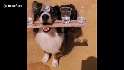 "Your order, sir?" Dog balances five glasses of water while walking straight ahead