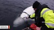 Whale Wearing Harness Found In Norway Suspected To Be Working For Russian Navy