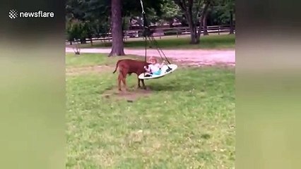 Playful calf gives little girl the best swing ride ever