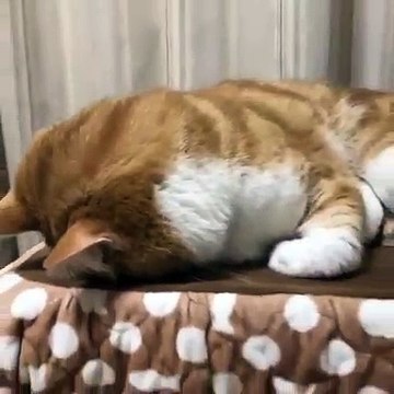 Quand un magnifique chat boude sa maîtresse, voici ce que ça donne. Marrant !