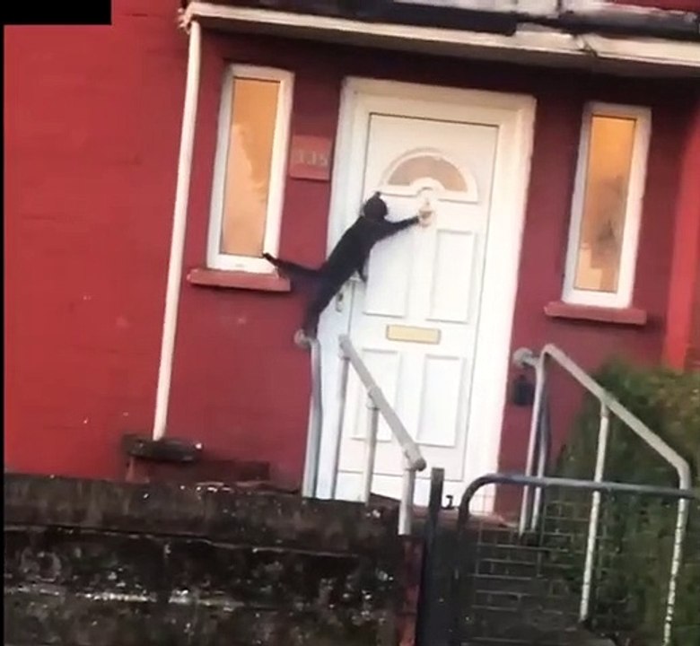 Ce chat intelligent toque à la porte de chez lui comme un humain. Incroyable !