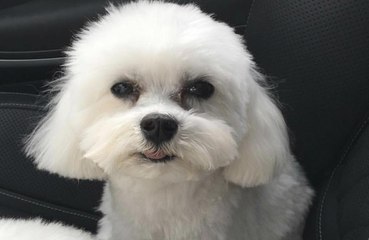 Ray J reunited with dog