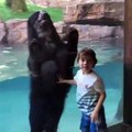 Cet ours imite tout ce que fait un petit garçon. Regardez !