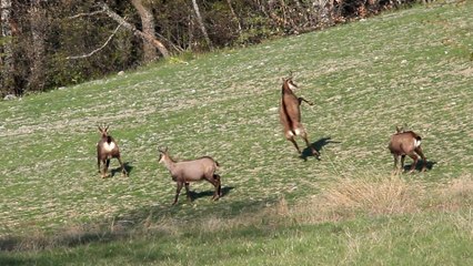 Chamois excités...