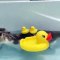 Ce chat adore jouer avec des canards en plastiques lorsqu'il prends son bain. Trop drôle !