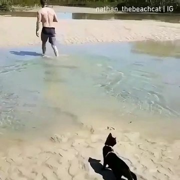 Ce chat traverse une flaque d'eau à nage pour rejoindre son maître. Trop mignon!