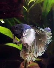 Ce poisson fait partie des espèces les plus rares sur terre. Regardez !