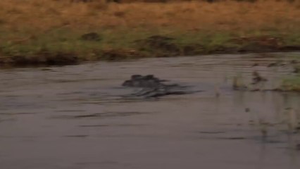 Effrayant : quand un crocodile fonce sur ton bateau
