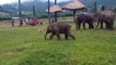 Adorable : quand un éléphanteau et un chien jouent ensemble