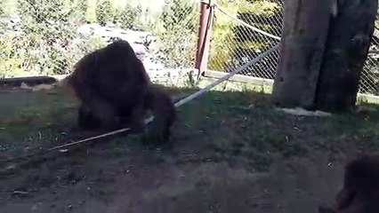 Pas facile la vie de maman orang-outan...