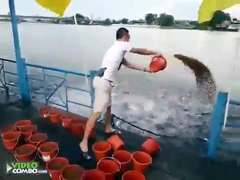 L'heure du repas pour ces milliers de poissons affamé... Incroyable