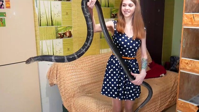 Elle s'amuse avec son cobra royal géant... Belle bête