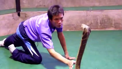Grande maitrise de la part de ces dresseurs de cobras