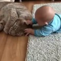 Un bébé joue avec son gros félin, un lynx de compagnie