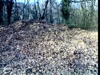 Aïko, zia, végas, thaïs