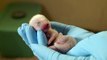 Black-footed Ferret ZivaDee Gives Birth to One Kit at the Smithsonian Conservation Biology Institute