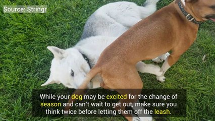 Mistakes People Make At  The Dog Park