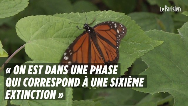 Espèces menacées : « On est dans une phase qui correspond à une sixième extinction »