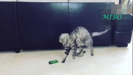 Funny cats scared of cucumbers - Cat vs Cucumber compilation