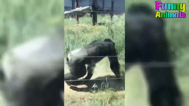 Funny Monkeys Doing Stupid Things || Funniest Monkey Videos Ever || NEW funny videos 2019 || CM WORLD