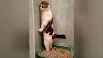 SUPER WEIRD CATS that will totally CONFUSE YOU! - Extremely FUNNY CAT VIDEOS compilation