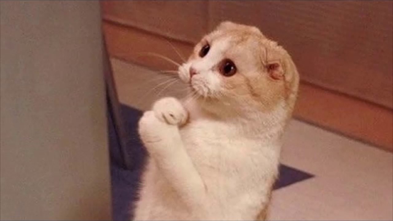 Cats are so funny you will die laughing - Funny cat compilation