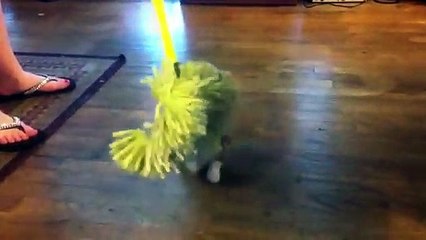 Try Not To Laugh At This Ultimate Funny Dog Video Compilation _ Funny Pet Videos